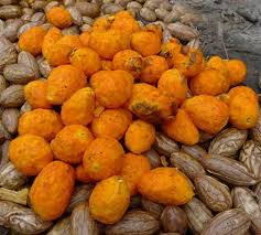 Image result for Raphia gentiliana