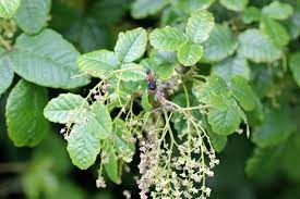 Jun 19, 2021 · the leaves are reddish in spring, green in summer, and yellow, orange, or red in fall. Poison Oak How To Identify And Get Rid Of Poison Oak Plants Hgtv