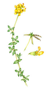 Image result for Lotus corniculatus