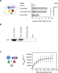 He is the threat of the agent basement. Galectin 1 Dimers Can Scaffold Raf Effectors To Increase H Ras Nanoclustering Scientific Reports
