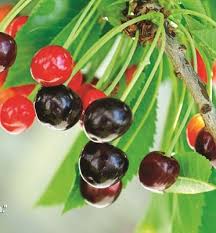 Are there any indigenous fruits in south africa? Cherry On Top Fruit Grow To Eat The Gardener The Gardener