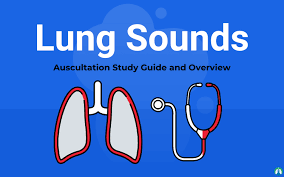 Lung Sounds The Ultimate Guide To Breath Sounds And Auscultation