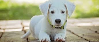 sobaka boitsya lyudej prichiny vozniknoveniya boyazni