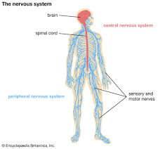 The central nervous system (sometimes referred to by its initials cns) which consists of the nervous. Nervous System Students Britannica Kids Homework Help
