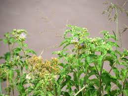 Image result for Vernonia lasiopus