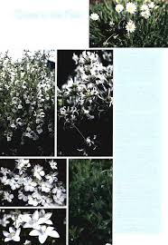 Image result for Aerva leucura