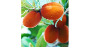 Leaves are simple, opposite, ovate, up to 7 long and 3 wide with a wavy margin, forming a very ornamental canopy. Buy Butter Fruit Plant Online At Cheap Price On Plantsguru Com