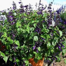 It is the distinctive, pungent odor of their leaves that acts as a repellent to garden pests. Salvia Rockin Deep Purple Greenhouse Product News