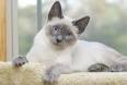 Siamese Cat Breed Information: Behavior, Pictures and Care ...