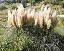 Für einen versuch sollen sie in paar dinge wissen. Pampasgras Tipps Zur Pflanzung Und Pflege Mein Schoner Garten