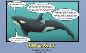 Who Is Shamu Infographic Exposes Horrific History Behind Seaworld S Orcas Orca Sea World Worlds Of Fun
