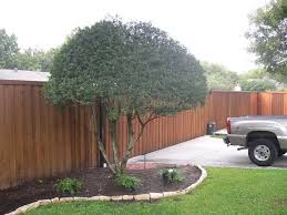 Any leaves that have been cut through this process can turn slightly discoloured at the edges so we recommend. Pin On Front Yard