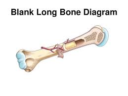 Anatomy of a long bone anna s anatomy websit. Parts Of Long Bone Diagram Quizlet