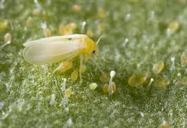 Image result for whitefly in cucumber