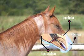 pferdeanatomie erklart maul und nase und warum beides so wichtig fur dein pferd ist pferd anatomie pferd gesichtsausdrucke