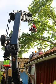 Image result for site:byggahus.se trädfällning