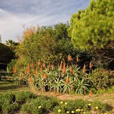Image result for Aloe arborescens