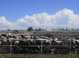 20 primary works • 32 total works. Animal Husbandry Wikipedia