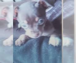 Recently, a tiny chihuahua mix puppy diagnosed with this condition needed help, and ohs was able to step up. Puppyfinder Com Chihuahua Puppies Puppies For Sale Near Me In Oregon Usa Page 1 Displays 10