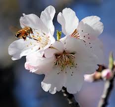 The fledgling almond festival kicked off saturday at the stanislaus county fairgrounds in turlock, and will continue sunday. Series Of Storms Threatening To Disrupt Pollination Daily Democrat