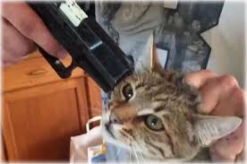 The guide has 11 chapters and it explains what causes your cat to spray, and why. Cat Spraying No More Homeandpetservice