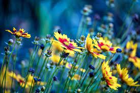 Yellow and red star decor, green, yellow, blue, flowers. Blue Yellow Flowers Yellow Flowers Wallpapers Hd Desktop And Mobile Backgrounds