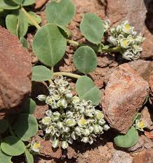 Image result for Limeum sulcatum