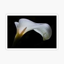 The calla lily also ranges to colors like yellow, orange and pink. Arum Lily Gifts Merchandise Redbubble