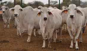 This is actually an indian breed of cattle. Brahman The Complete Breed Agriorbit