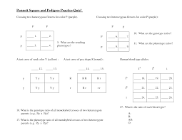 Using the punnett square in question #3: 34 Punnett Square Practice Problems Worksheet Answers Free Worksheet Spreadsheet