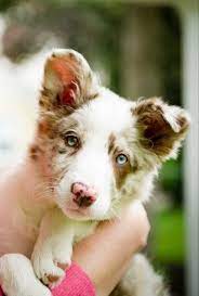 Check spelling or type a new query. Red Merle Border Collie Puppy Red Merle Border Collie Border Collie Puppies Puppies