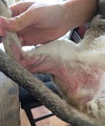 It is thought to protect the vulnerable organs during fights and gives a better range of movement when the cat runs. Lumps And Bumps On Cats Cat World