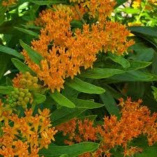 Image result for Asclepias graminifolia