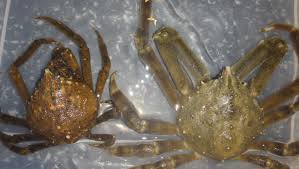 The female crab spider is much bigger than the male crab spider. Molting Spider Crabs Soundwaters