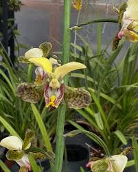 Image result for Eulophia schweinfurthii