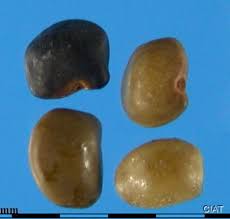 Image result for Aeschynomene bullockii