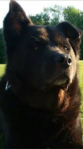We did not find results for: 30 Of The Best Lab Mix Labrador Mix Labrottie Com
