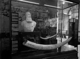 Epistemological violence in the museum: animals, colonial knowledge, and challenges to decoloniality | Contemporary French Civilization