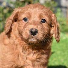 Maybe you would like to learn more about one of these? Groodles Golden Retriever X Banksia Park Puppies Facebook