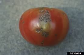 Image result for tomato seedling xanthomonas vesicatoria