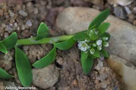 Image result for Corrigiola