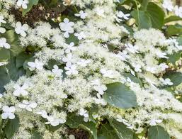 But growing them over arbors or in trellises would be better because of their lovely flowers and fragrant blooms. 14 Beautiful Vines With Spectacular Flowers