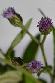 Image result for Gutenbergia rueppellii