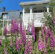 We did not find results for: Roter Fingerhut Digitalis Purpurea Saatgut Nordischer Garten Shop