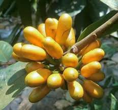 Image result for Uvaria