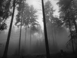 Maybe you would like to learn more about one of these? 44 Foggy Forest Wallpaper On Wallpapersafari