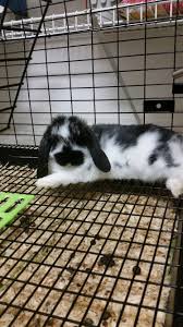 Black And White Holland Lop Broken Tort Holland Lop Bunny 6 Weeks Old Black And White Bunny Lop Eared Bunny Black Bunnies White Bunn Fluffy Bunny Black And White Rabbit White Bunnies