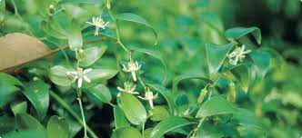 Bridal Veil Creeper Creepers Plants Plants Creepers