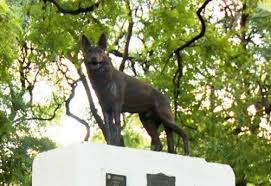 Día internacional del perro callejero. Conoce La Historia De Chonino El Can Que Inspiro El Dia Nacional Del Perro Haceinstantes