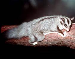 Squirrel Glider Squirrel Glider Sugar Glider Australian Native Animals